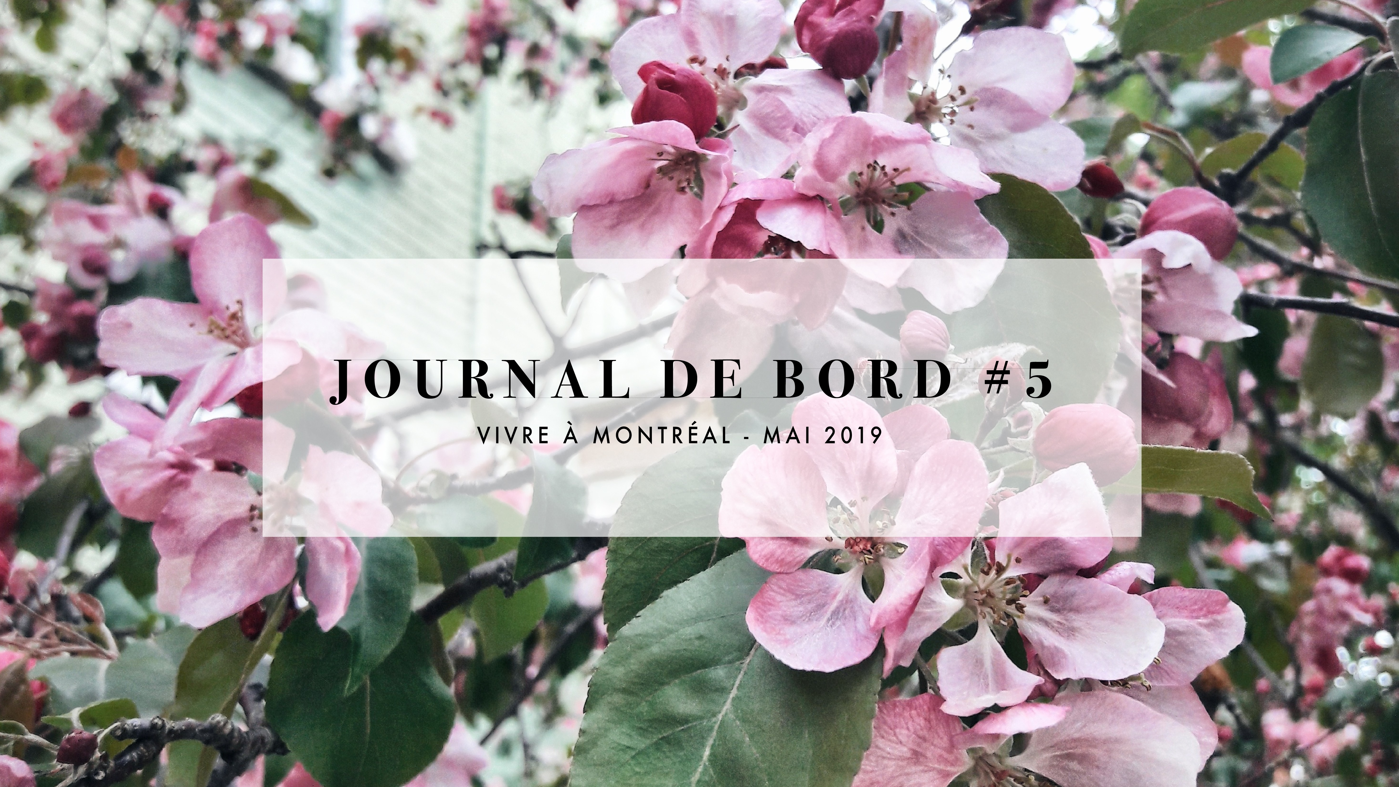 JOURNAL DE BORD #5 Vivre à Montréal – Mai